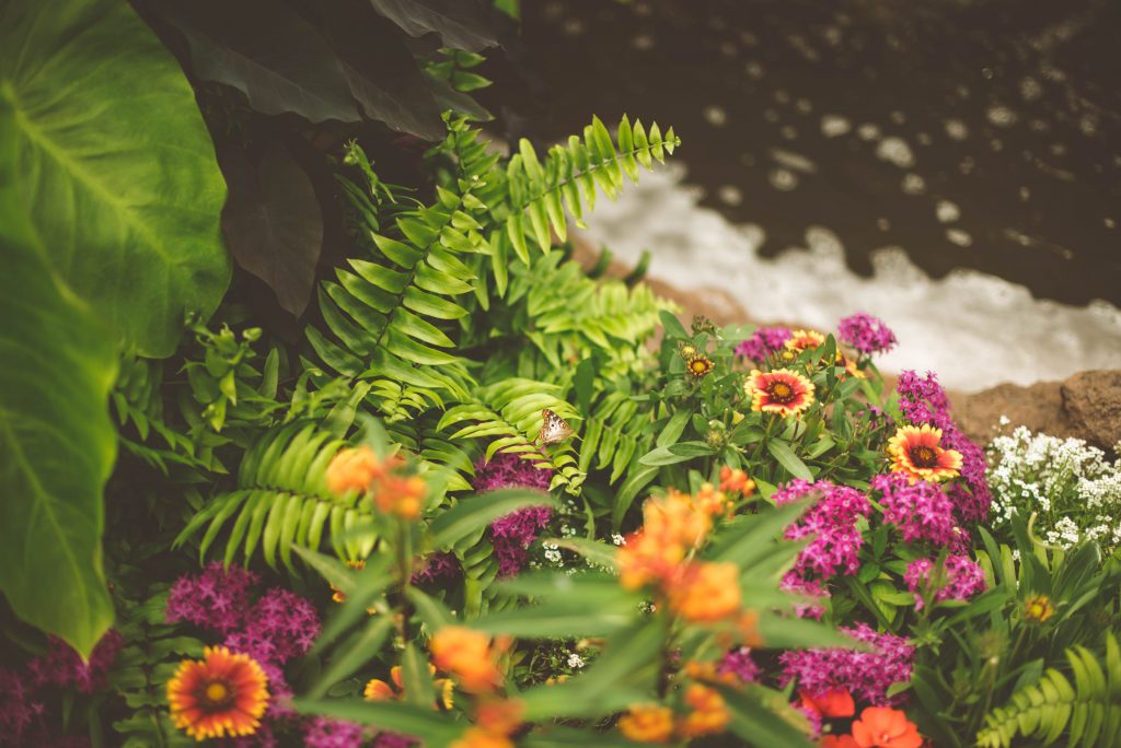 Image of flowers in garden