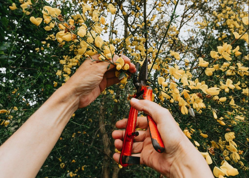 Image of hands trimming floral tree